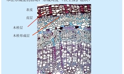 火箭药膏的功效和作用-人体结构几何体速写,中国火箭药膏的功效网站